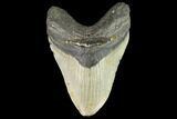 Fossil Megalodon Tooth - North Carolina #109732-1